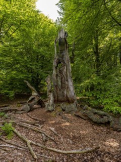 Dead old tree trunk in the Sababurg primeval forest