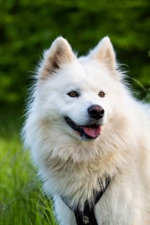 Portrait of a white Samoyed dog. Green nature background