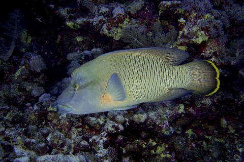Humphead wrasse