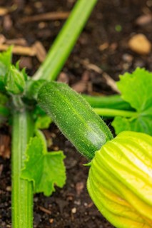 Small courgette
