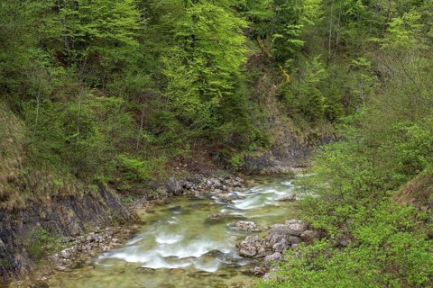 Mountain stream in the UNESCO World Heritage Beech Forest in the Limestone Alps National Park
