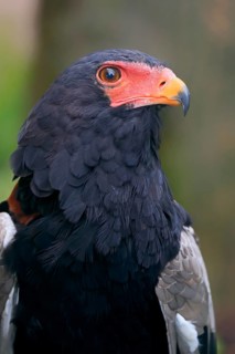 Bateleur