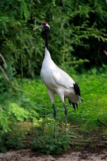 Red-crowned crane
