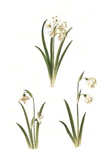 Summer snowdrop