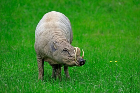 North sulawesi babirusa