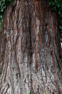 Giant sequoia