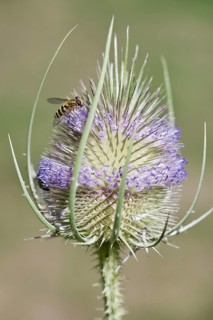 Common spring hoverfly