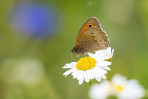 Meadow brown