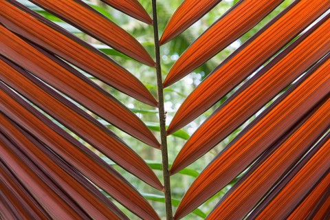 Tirimbina Rainforest Center
