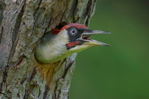 European green woodpecker