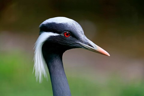 Demoiselle crane