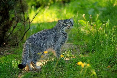 Manul
