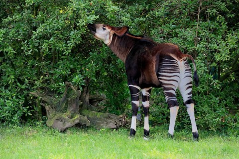 Okapi