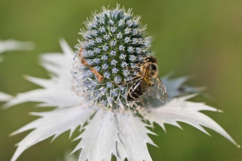Honey bee