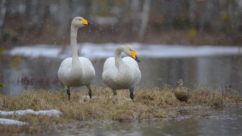 Whooper Swan