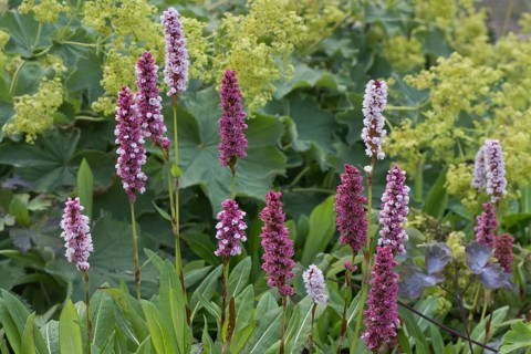 Meadow bistort
