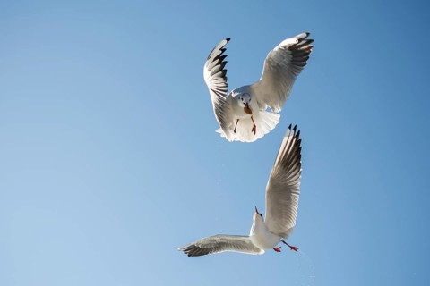 Pair of seagulls flying in blue a sky background