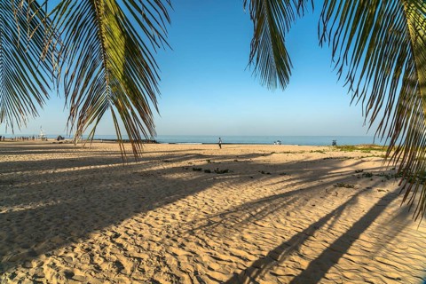 Coconut trees on the beach of Cape Point