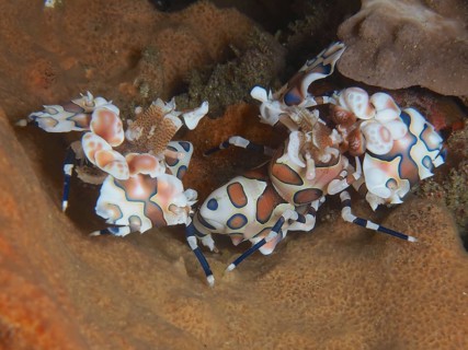 Pair of harlequin shrimp