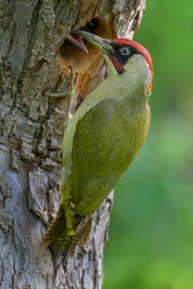 European green woodpecker