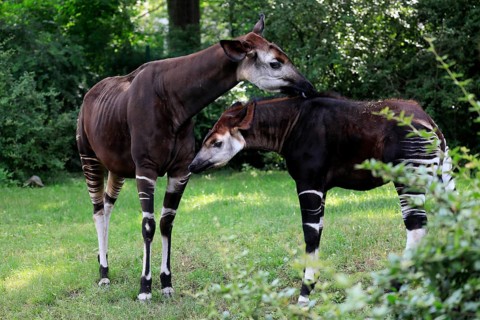 Okapi