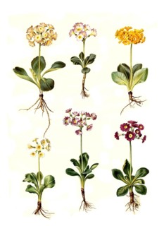 Bastard auricle x pubescens