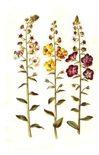 Cocklebur
