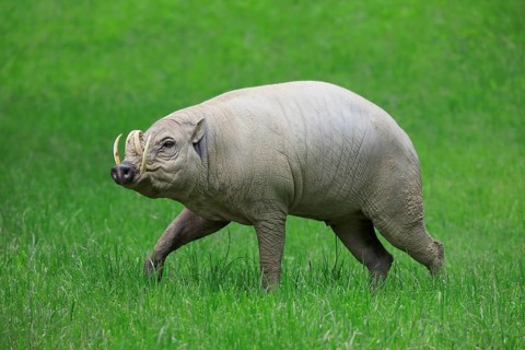 North sulawesi babirusa
