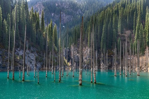 Dead trees