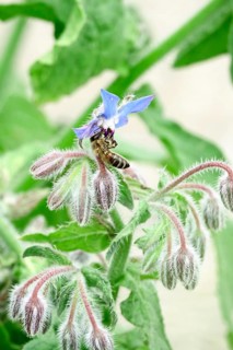 Borage