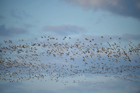 Bird migration of Canada geese