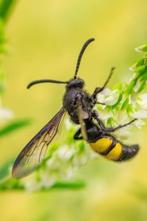 Bristly dagger wasp