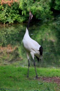 Red-crowned crane