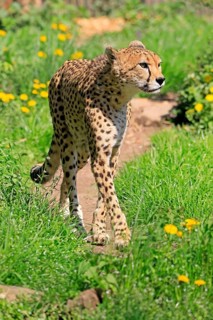 Cheetah