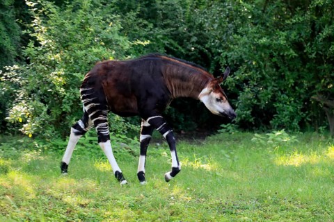 Okapi