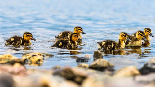 Nestlings of Mallard Duck