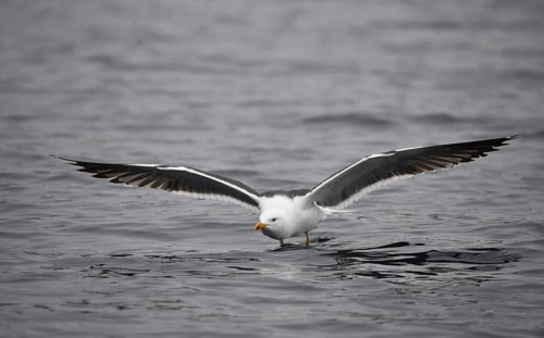 Great black-backed gull