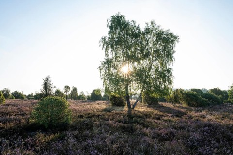 Birch
