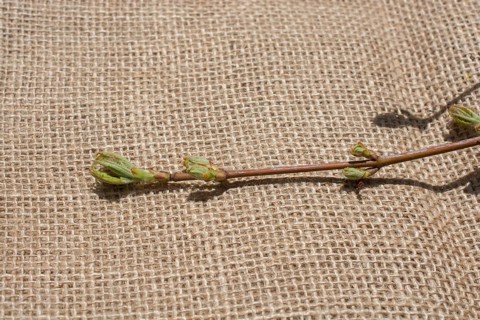 Green leaves placed on linen canvas
