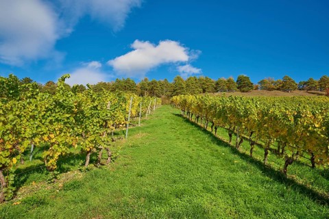 Vineyard