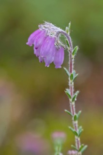 Cross-leaved heath