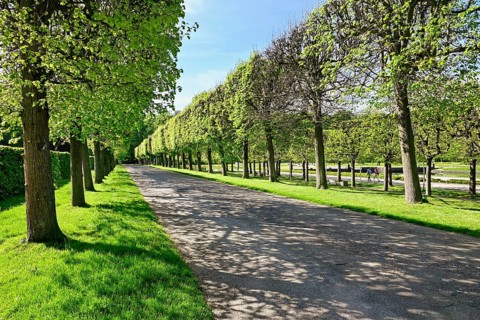 Pruned trees in Bruehl Palace Park