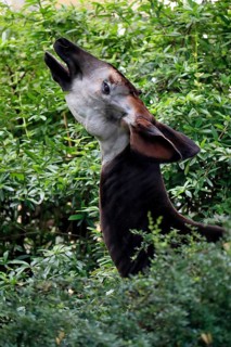 Okapi