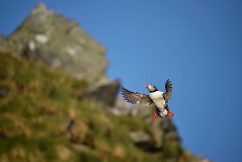 Puffin