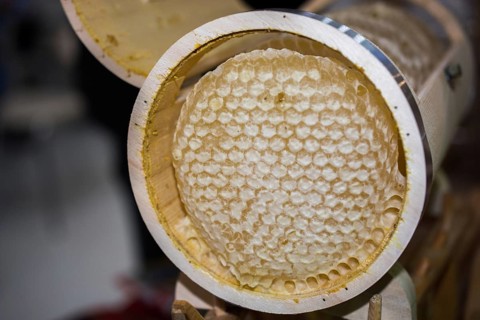 Sweet fresh honey in the sealed comb frame