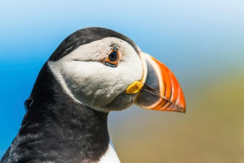 Portrait of Portrait of Atlantic Puffin