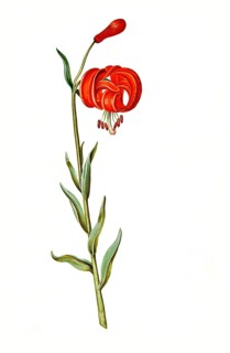 Chalcedonian Lily