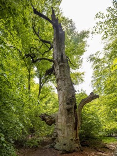 Old dead beech