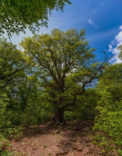 Old oak tree
