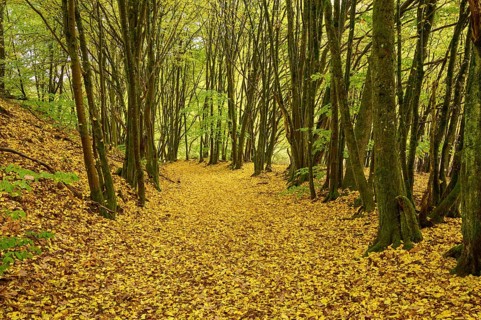 Path